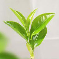 green tea